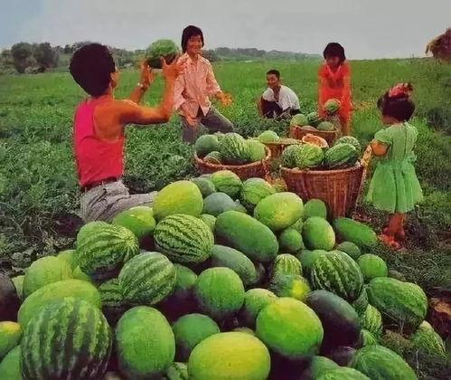 娱乐吃瓜作品有哪些名字,揭秘那些令人捧腹的吃瓜大事件