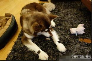 娱乐吃瓜酱救狗还是救人,救狗还是救人的道德抉择