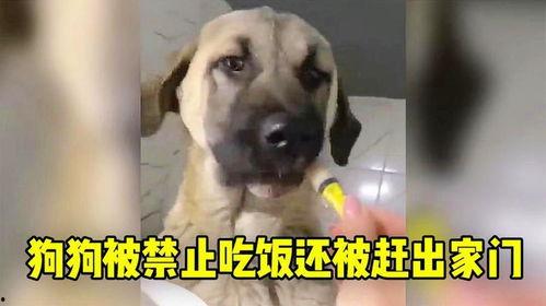 娱乐吃瓜酱救狗还是救人,救狗还是救人的道德抉择