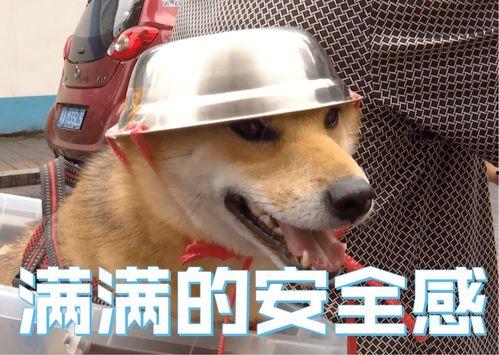 娱乐吃瓜酱骑车狗,骑行狗的趣味日常